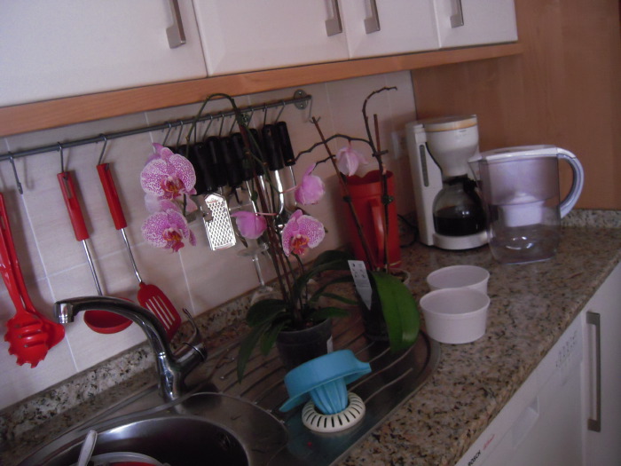 Orquidées