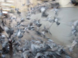 Pigeons
